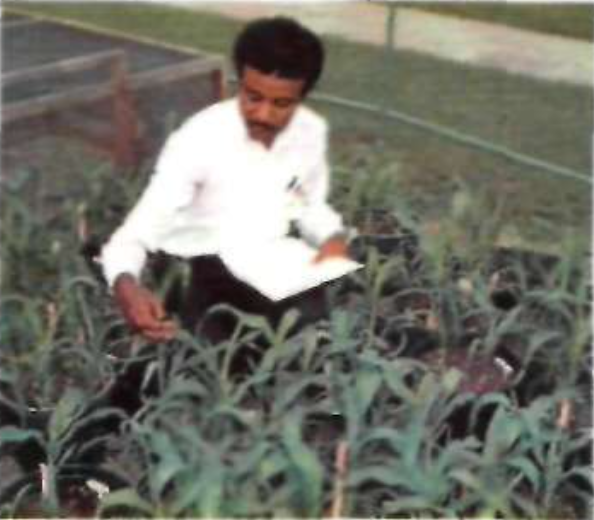 Picture of Taj Laoata - image courtesy of (ICRISAT.), page 121.